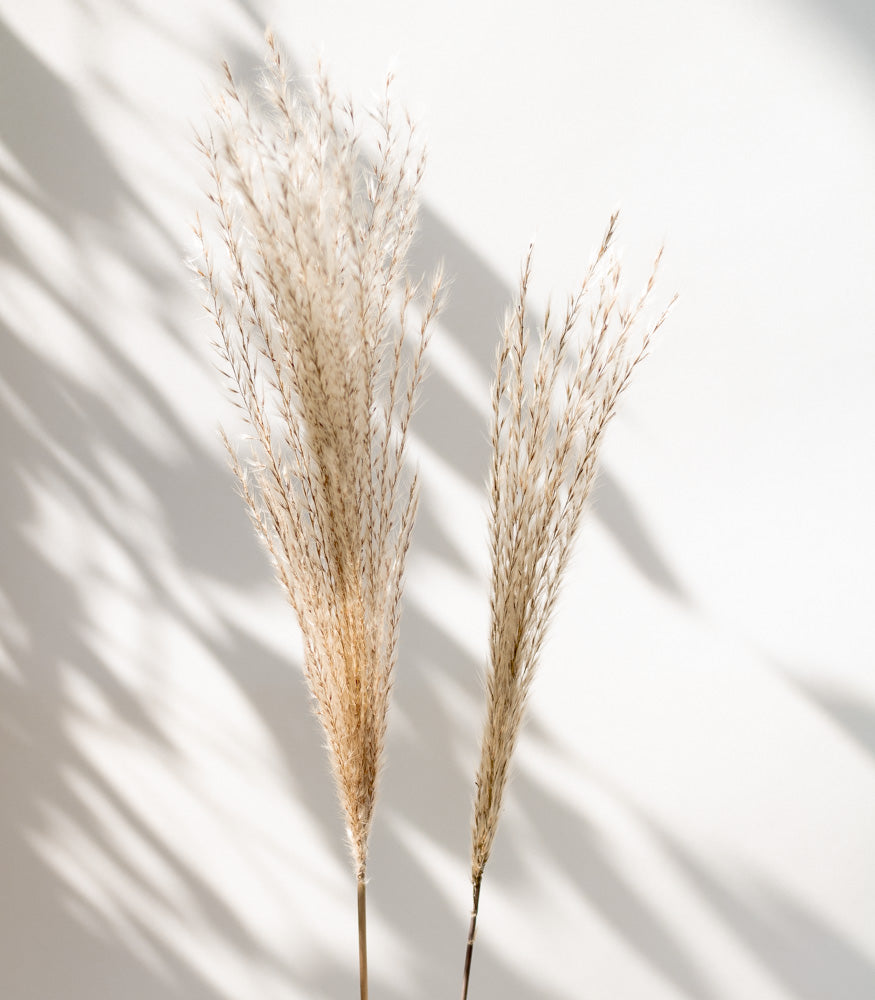 Getrockneter Miscanthus in natur, Bund 10 Stiele - Trockenblumen -> Sorten von mahina