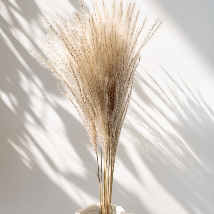 Getrockneter Miscanthus in natur, Bund 10 Stiele - Trockenblumen -> Sorten von mahina