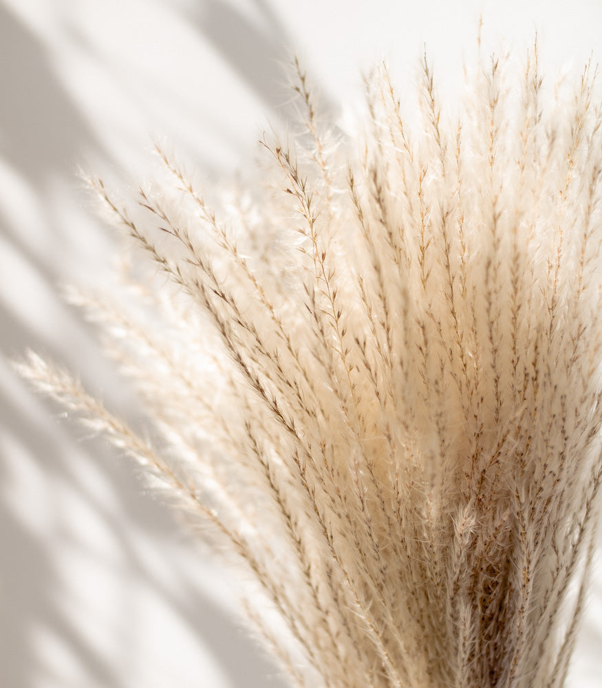 Getrockneter Miscanthus in natur, Bund 10 Stiele - Trockenblumen -> Sorten von mahina
