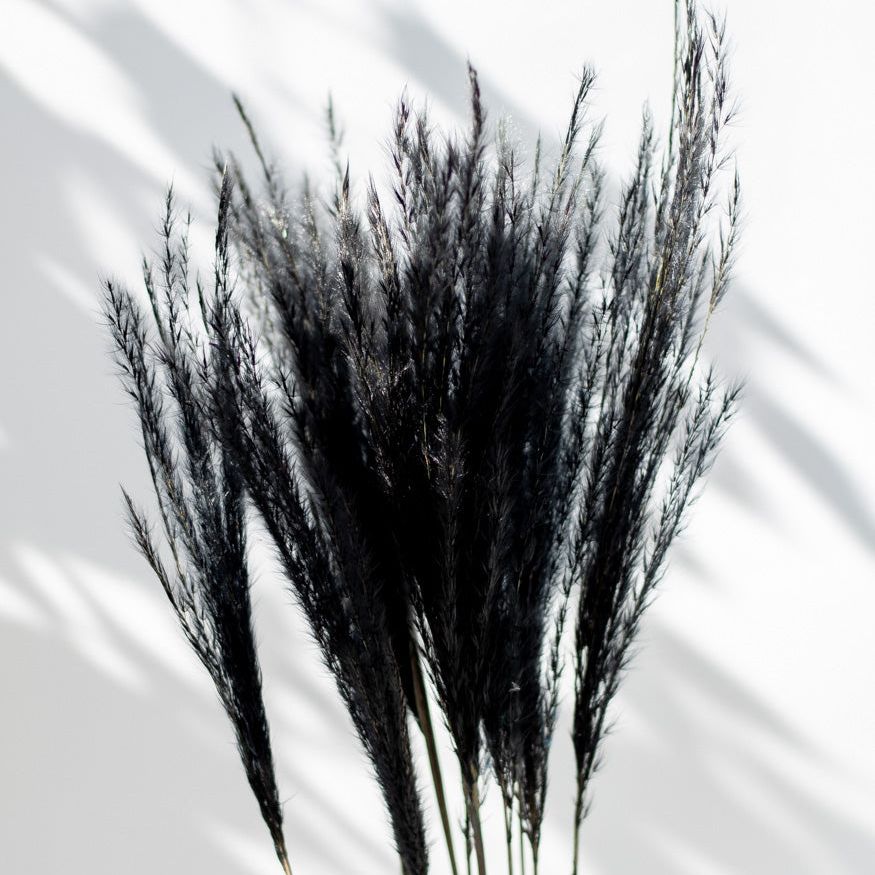 Getrockneter Miscanthus in schwarz, Bund 10 Stiele / Stück 1 Stiel - Trockenblumen -> Sorten von mahina