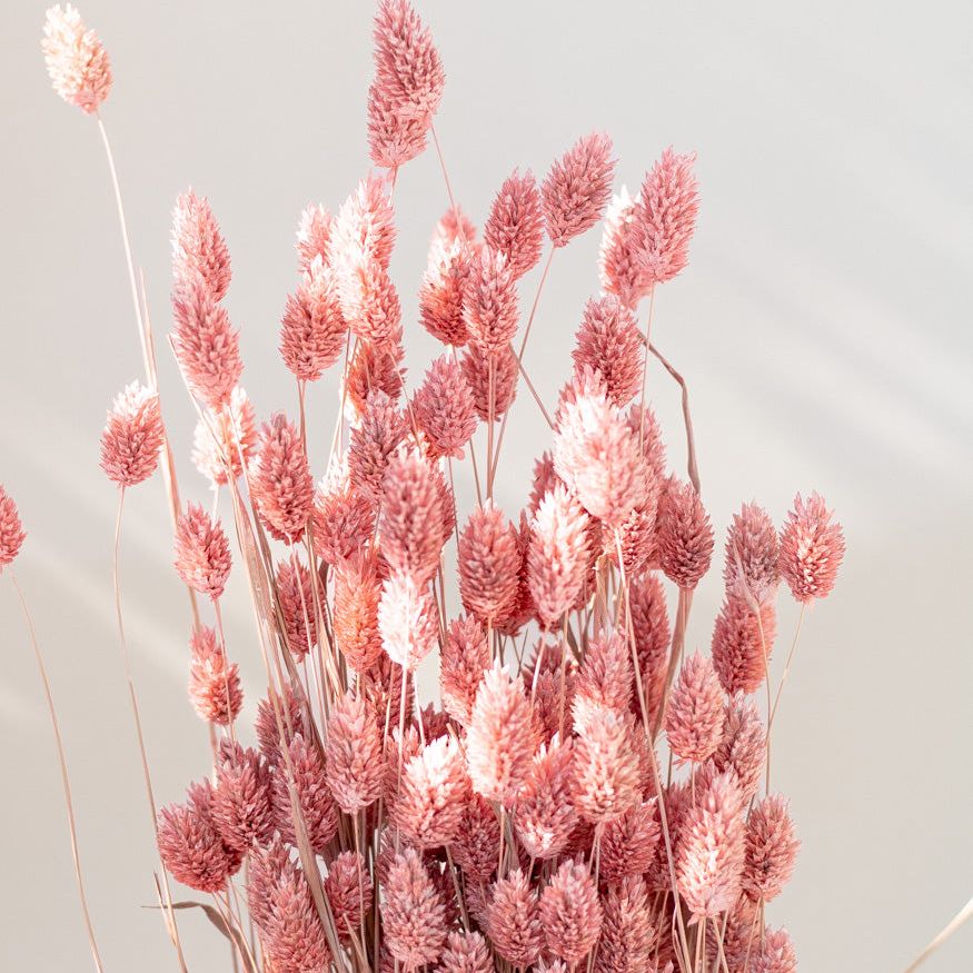 Getrockneter Phalaris in frosted Pink, Bund 200g - Trockenblumen -> Sorten von mahina