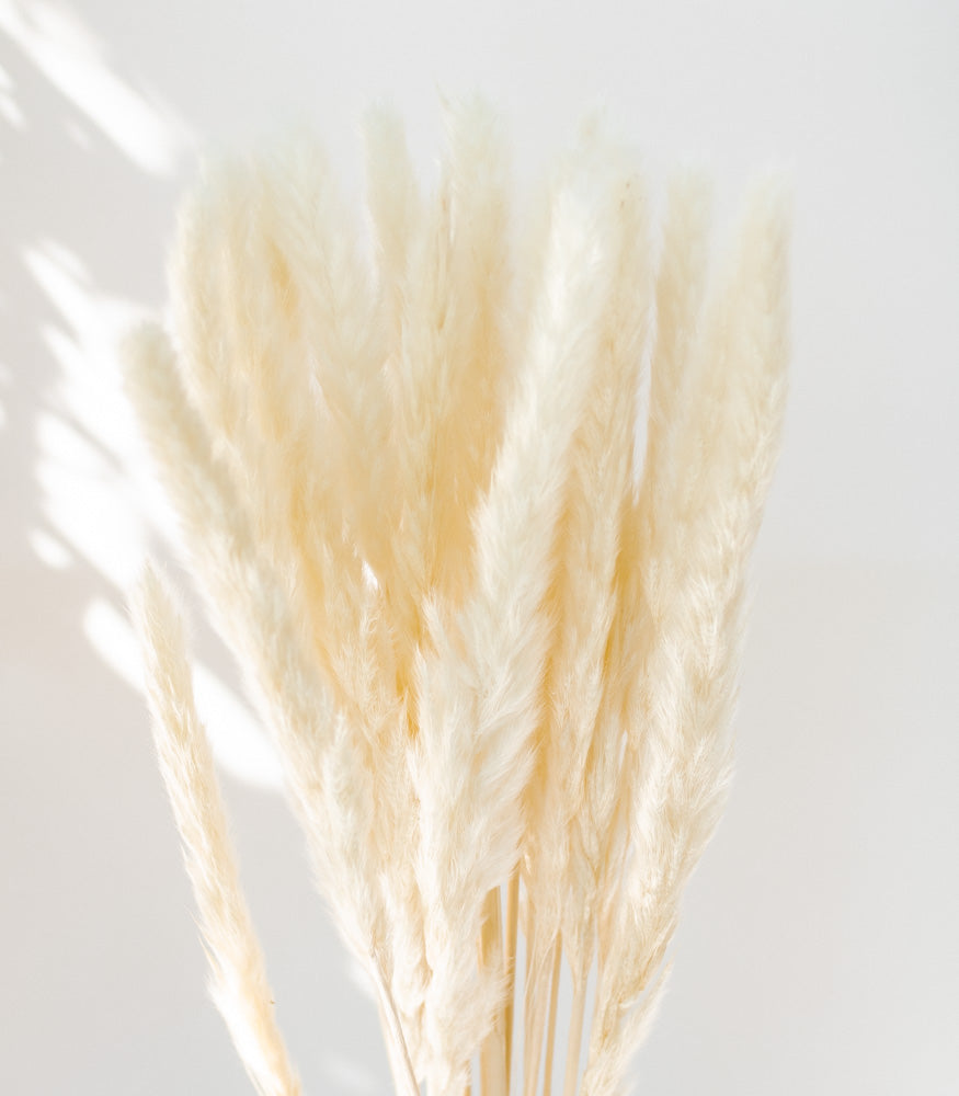 Getrocknetes Pampasgras in weiß, Bund 16 Stiele - Trockenblumen -> Sorten von mahina