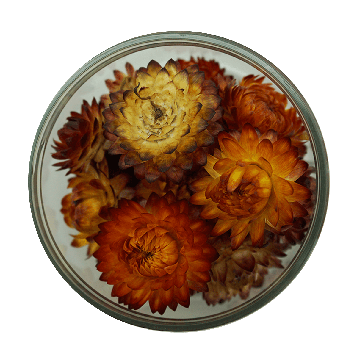 Rosie Rose "Strohblumen" 15 Stück - SALE - Essblüten von mahina