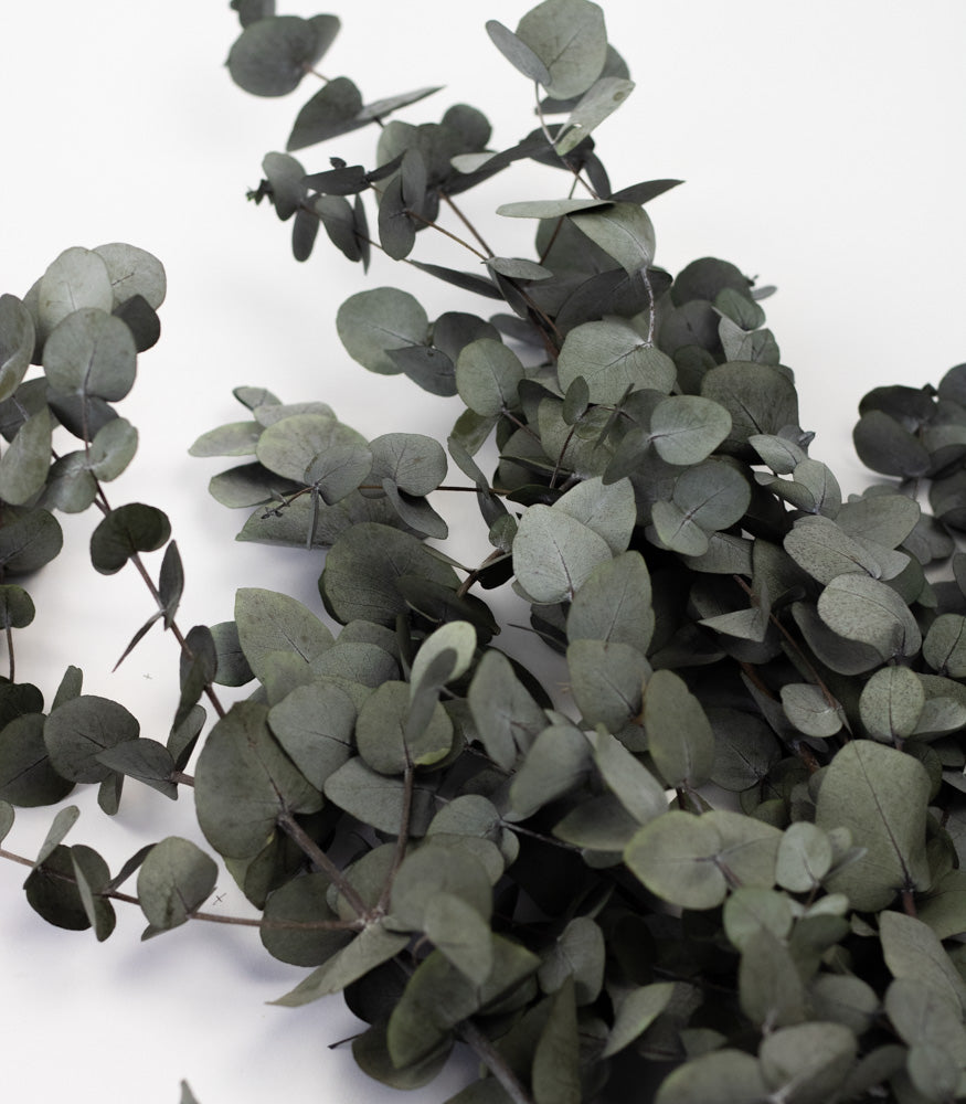 Getrockneter Eukalyptus "Cinerea", Bund 150g - mahina