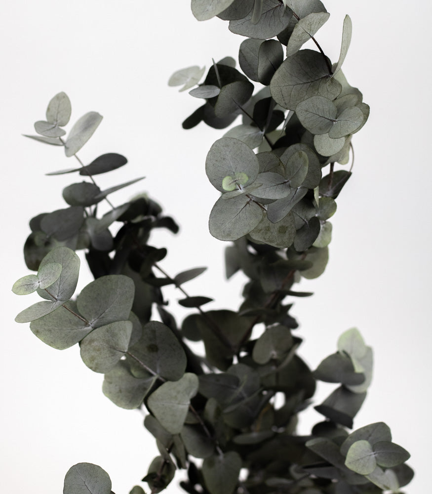 Getrockneter Eukalyptus "Cinerea", Bund 150g - mahina