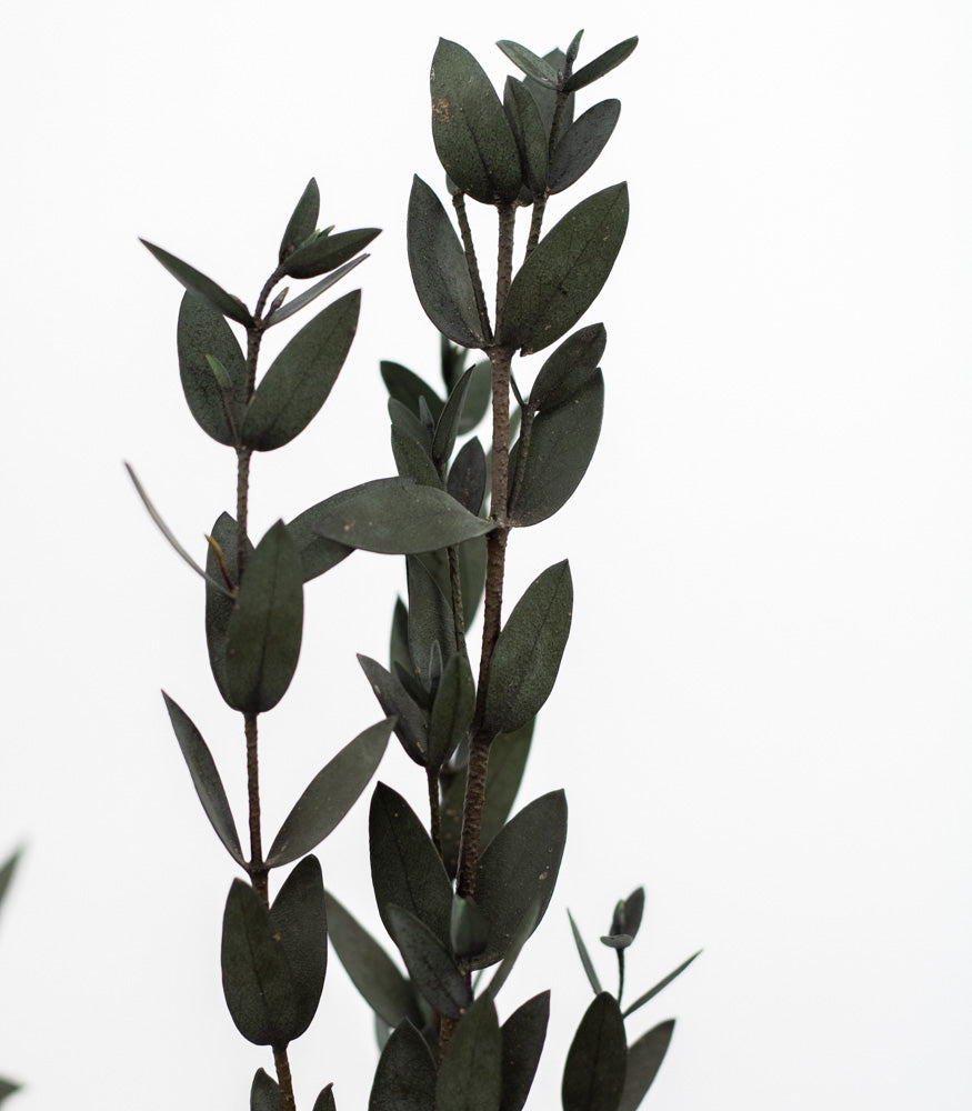 Getrockneter Eukalyptus "Parvifolia", Bund 150g - mahina