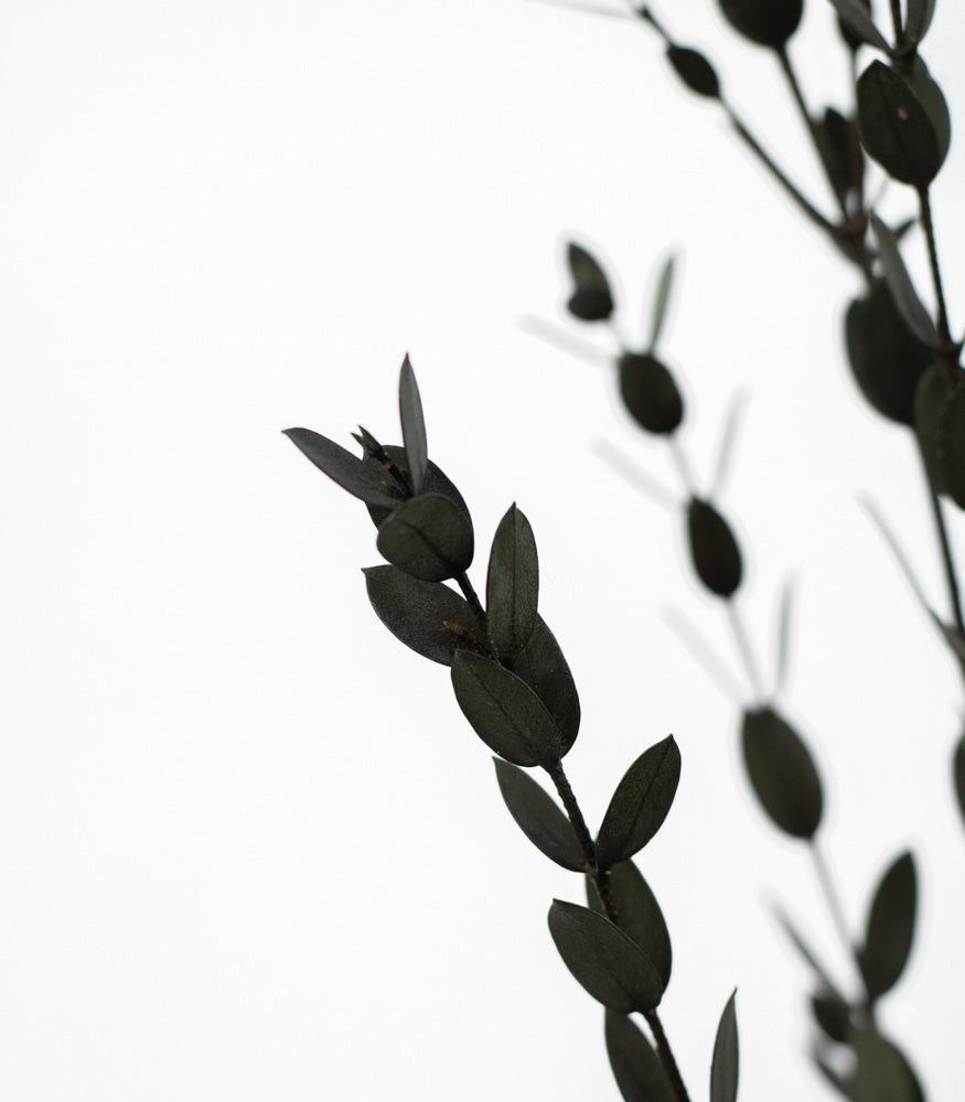 Getrockneter Eukalyptus "Parvifolia", Bund 150g - mahina