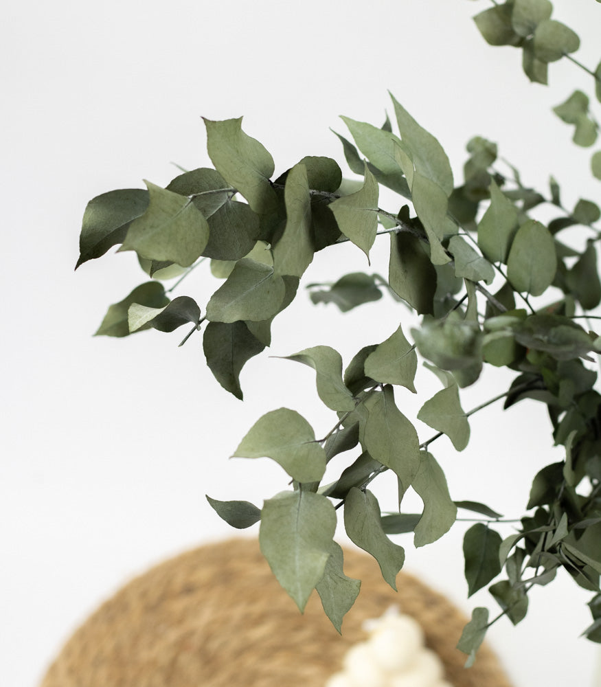 Getrockneter Eukalyptus "Stuartiana", Bund 150g - mahina