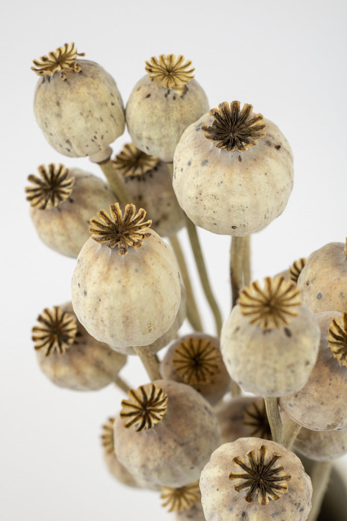 Getrocknete Mohnkapseln, Bund 20-30 Stiele - Trockenblumen -> Sorten von mahina