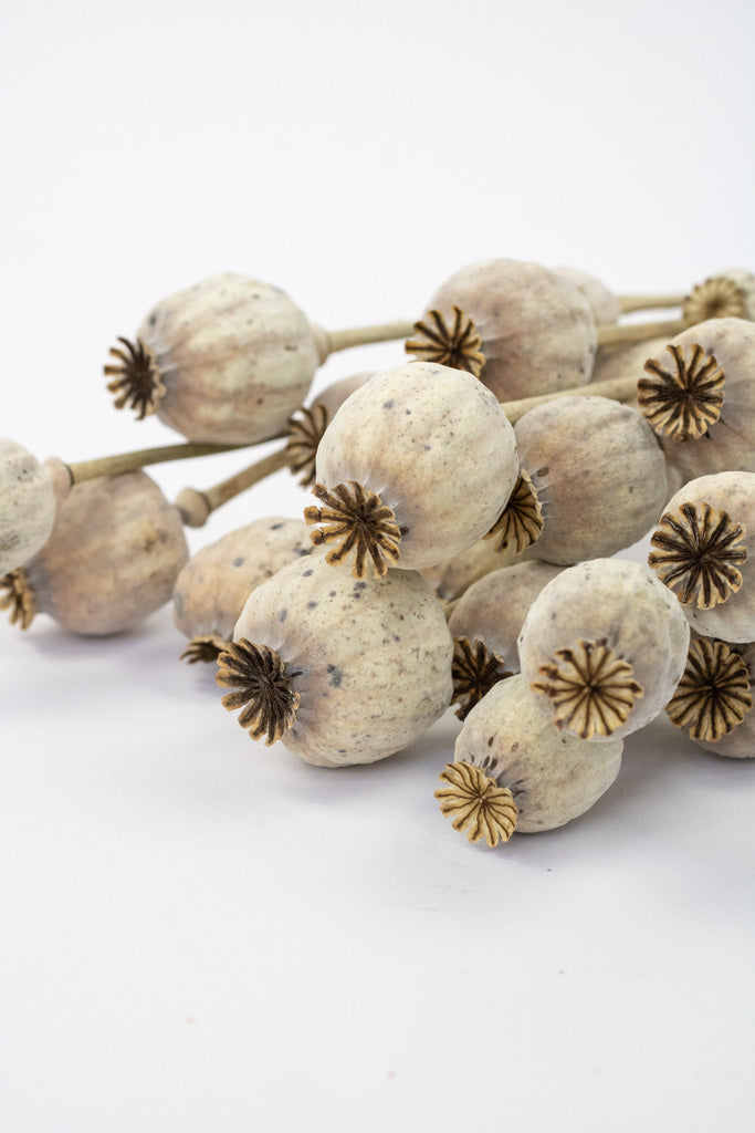 Getrocknete Mohnkapseln, Bund 20-30 Stiele - Trockenblumen -> Sorten von mahina