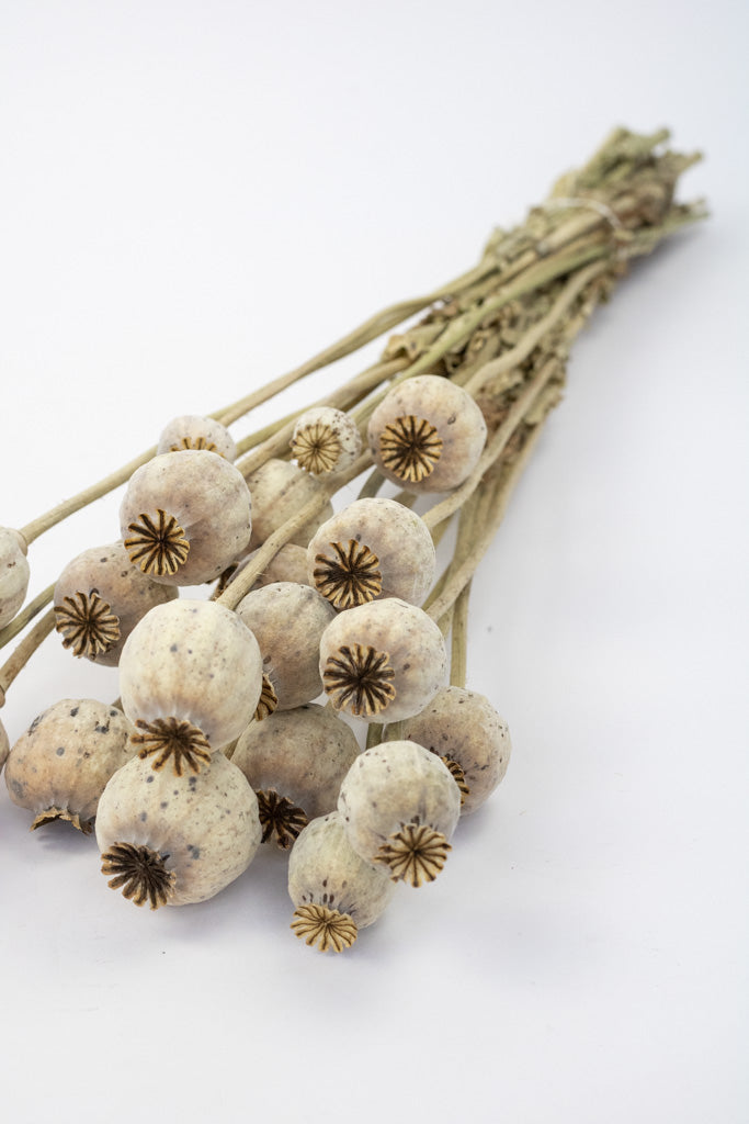 Getrocknete Mohnkapseln, Bund 20-30 Stiele - Trockenblumen -> Sorten von mahina