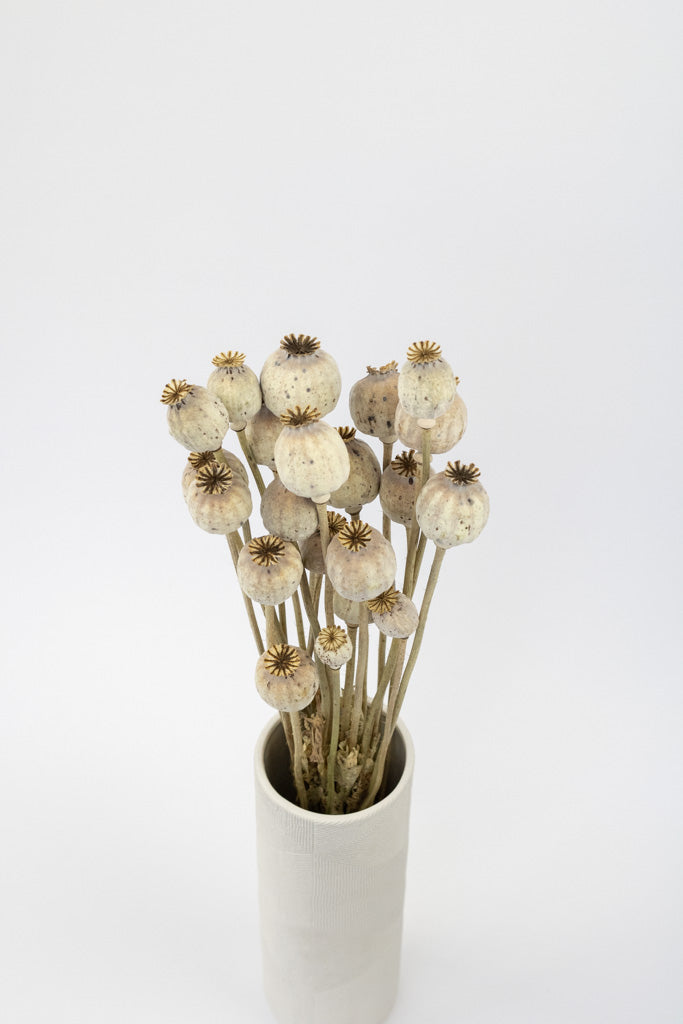 Getrocknete Mohnkapseln, Bund 20-30 Stiele - Trockenblumen -> Sorten von mahina